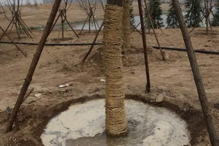 沙地适合种什么树木,沙土地栽什么树比较好