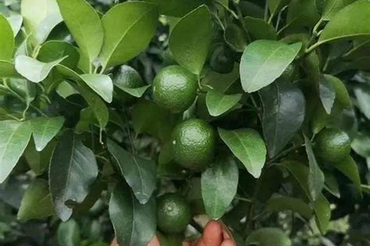 柑橘如何快速膨大？柑橘用什么肥可以果实膨大？专用膨大素？