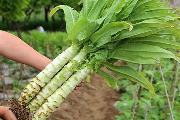 莴笋用什么肥料好