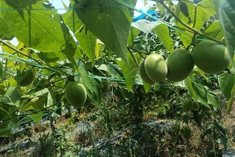 百香果挂果后如何施肥？