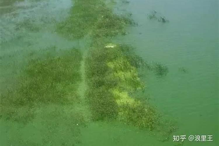 磷肥可以杀青苔吗