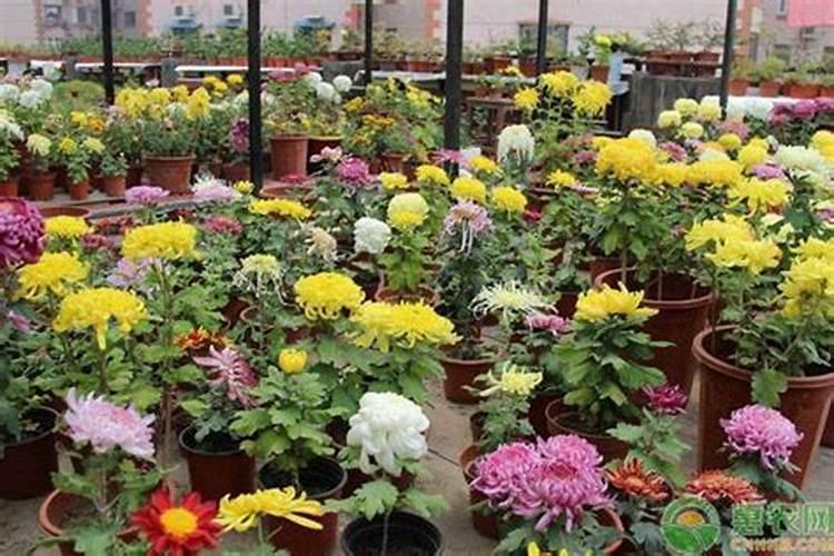 菊花不现蕾不开花怎么办