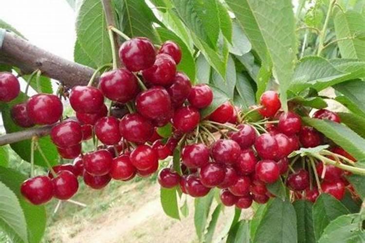 甜樱桃结果树应如何施肥？