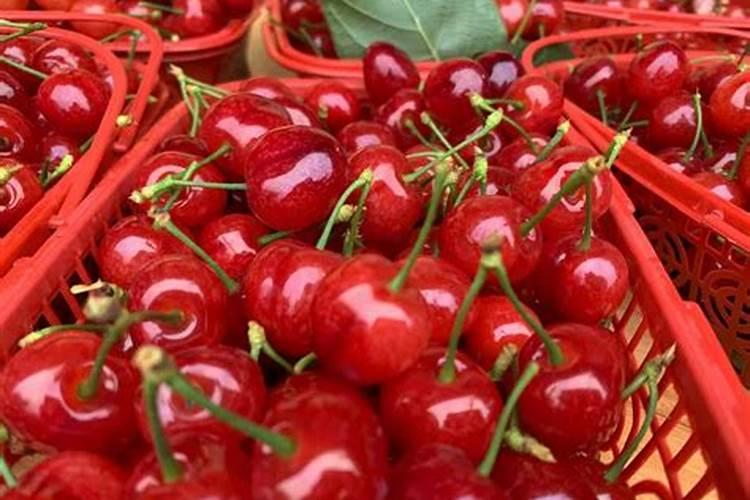 樱桃树需要施什么肥料？