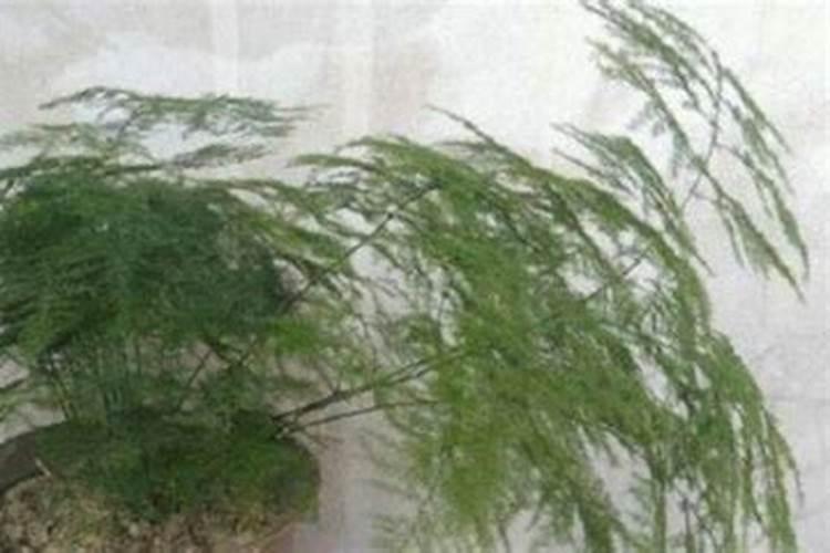 桔子挂果后什么时候施肥最佳