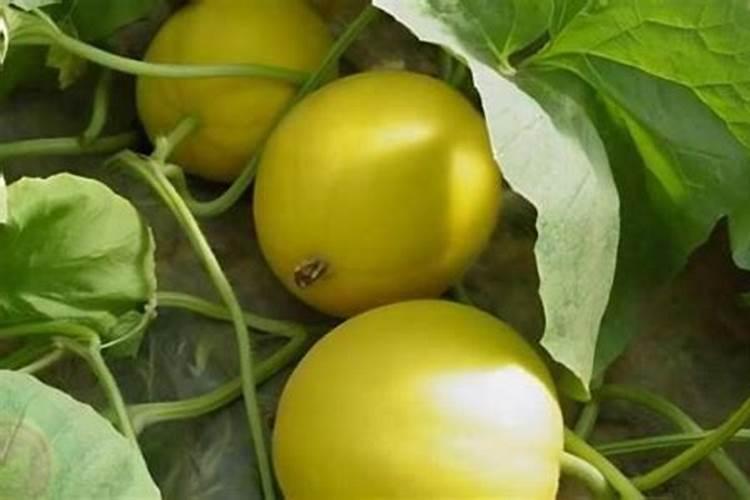 香瓜种下去多久施肥