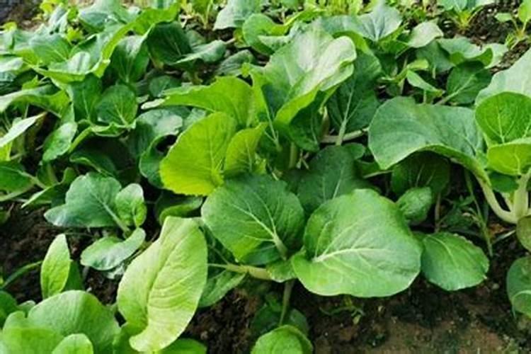 小白菜出芽后几天浇肥