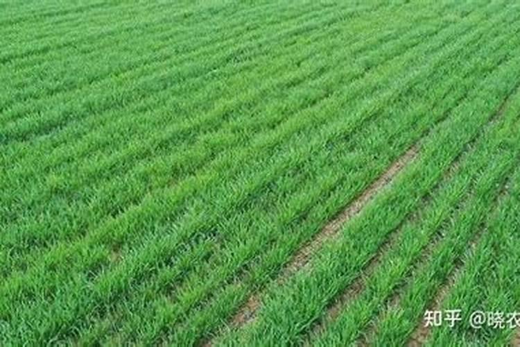 口豌豆反看青水啥时浇