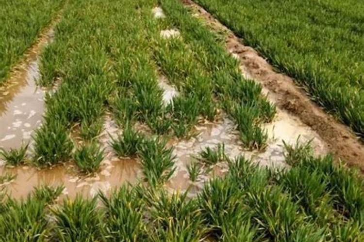 小麦浇返清水需要用什么肥料