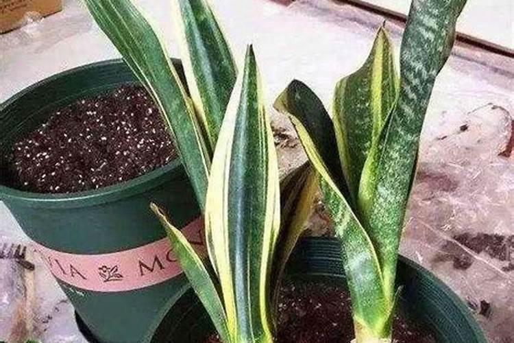 短叶虎皮兰施什么肥