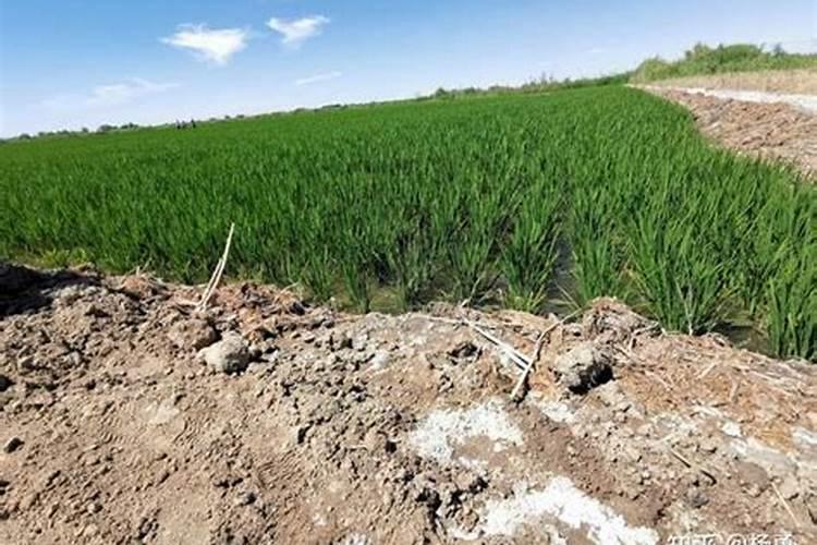 硝基复合肥有哪些优点？