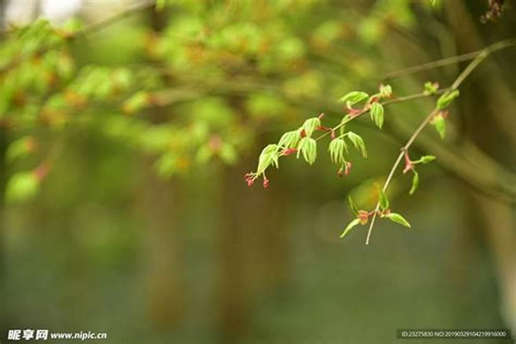 红枫为什么长出嫩芽就枯萎了？