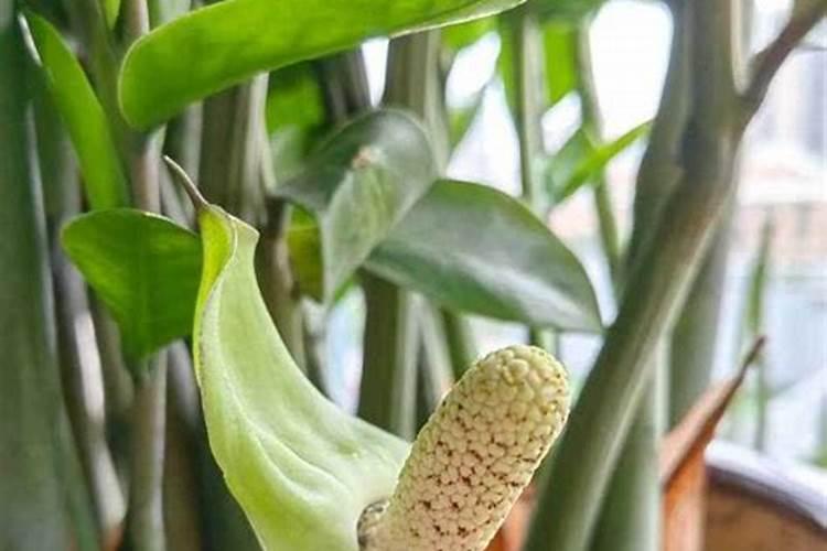 金钱树的肥料需要哪些