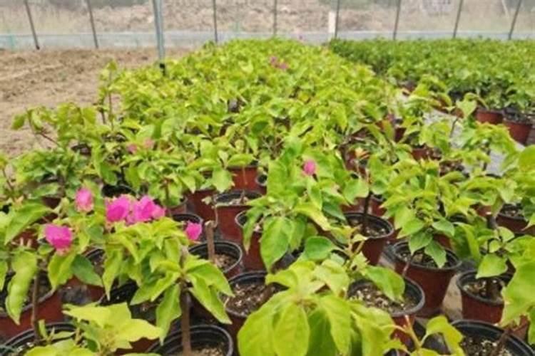 三角梅如何催花 正确的施肥方法