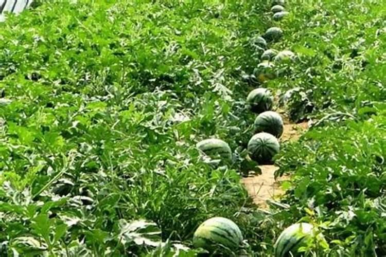 如何种植西瓜