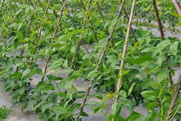 宝宝晚上吃的西瓜后可以吃打虫药吗  百度宝宝知道