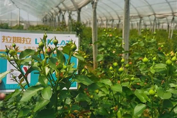 沙漠玫瑰有花苞后如何养护品质更高