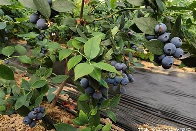 蓝莓施什么肥