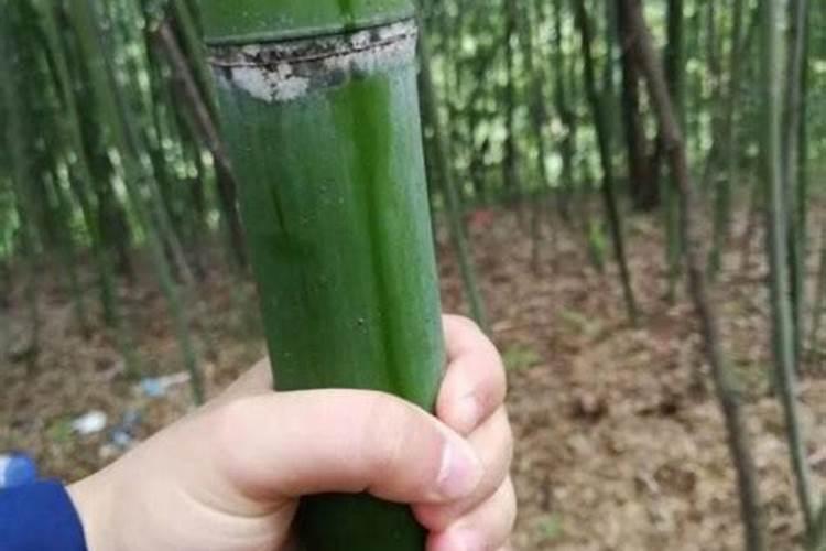 金镶玉竹子怎么施肥