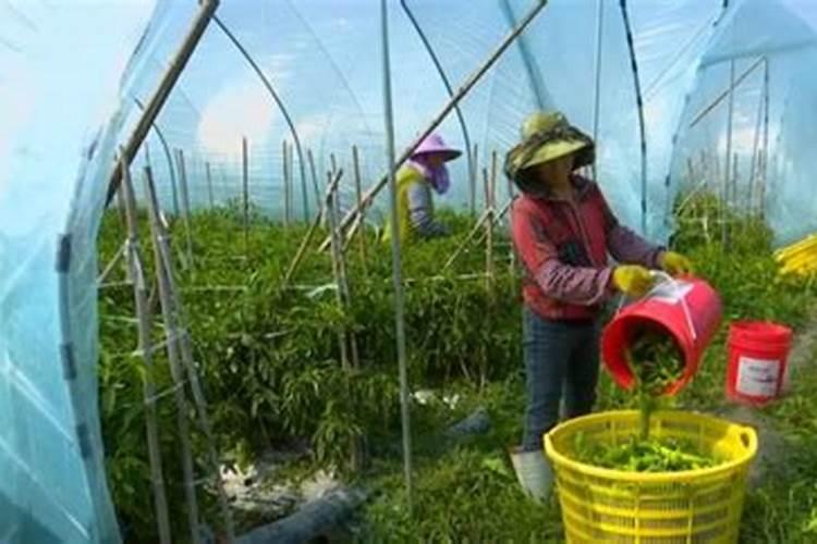 钛元素在农业上的应用