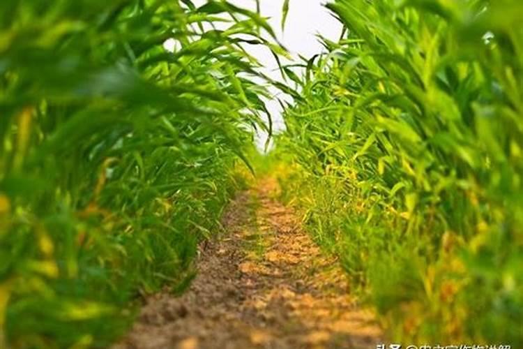 菊芋是什么东西