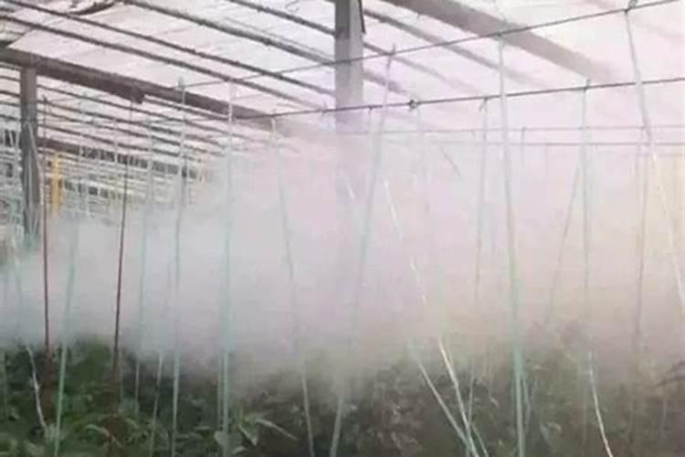 天冷了,温室大棚黄瓜喷什么叶面肥使瓜秧根发的快？