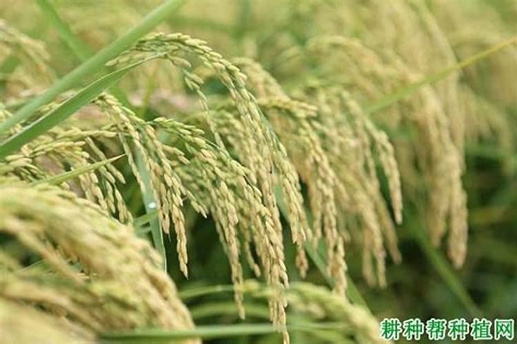 水稻施硅肥应该怎么施？一亩田用多少硅肥？