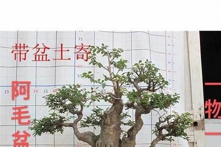 小叶榆树盆景怎么养,养护方法与管理注意事项