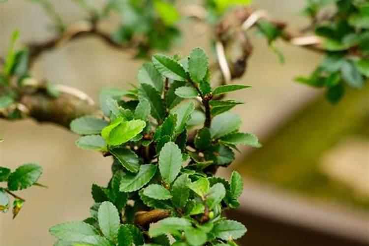 小叶榆树盆景怎么养