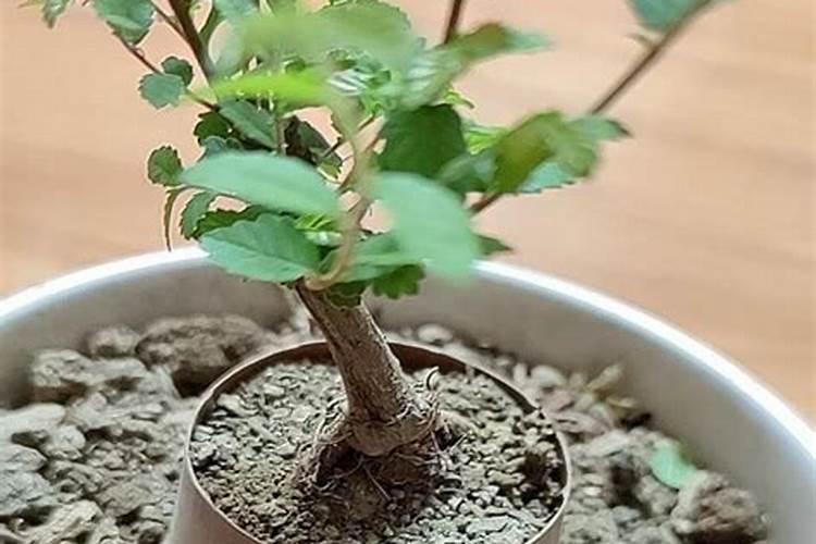 小叶榆树盆景怎么养