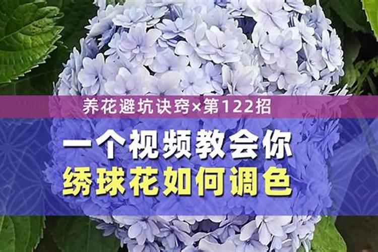 绣球花变色用什么肥料