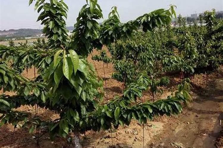 樱桃应该怎么施肥 樱桃施肥时间