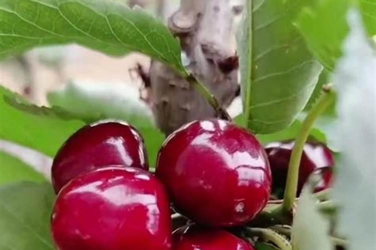 新栽樱桃树施肥时间