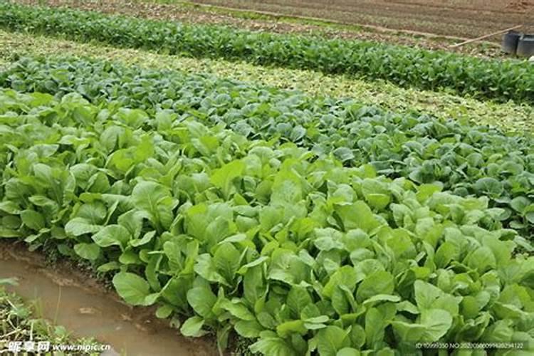 种菜前如何施底肥