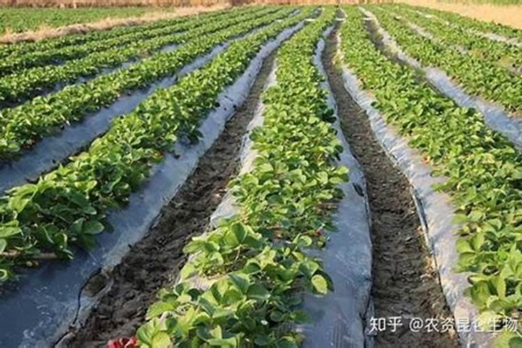 蔬菜底肥放什么肥好(底肥施用方法)