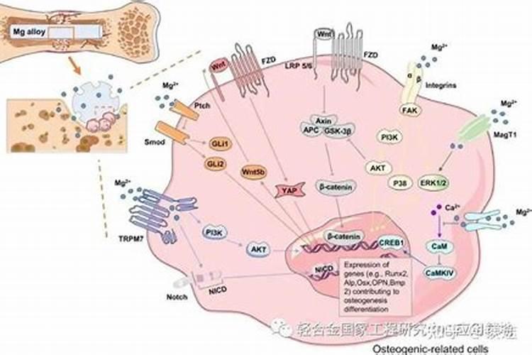 镁肥对植物的效果,镁肥和钾肥可以一起用吗