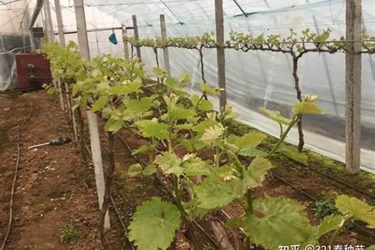 葡萄萌芽期冲施什么肥好,谢谢。