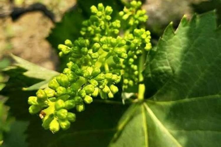 葡萄硼肥什么时候打最好？开花前？还是花期打？