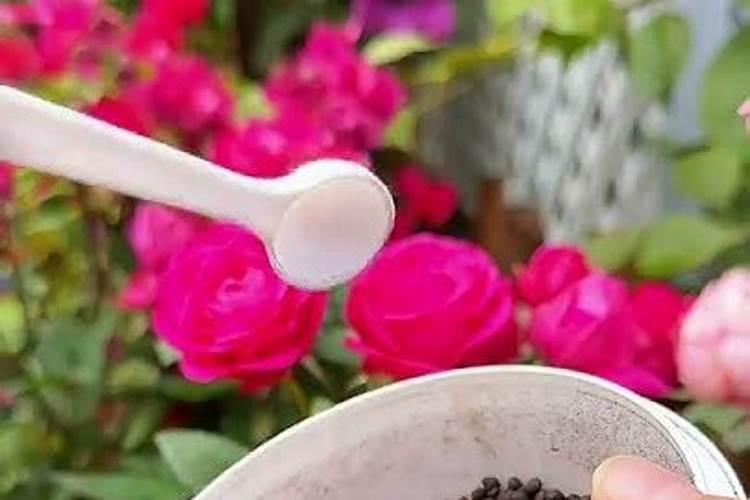 月季花应该施什么肥月季花施什么肥