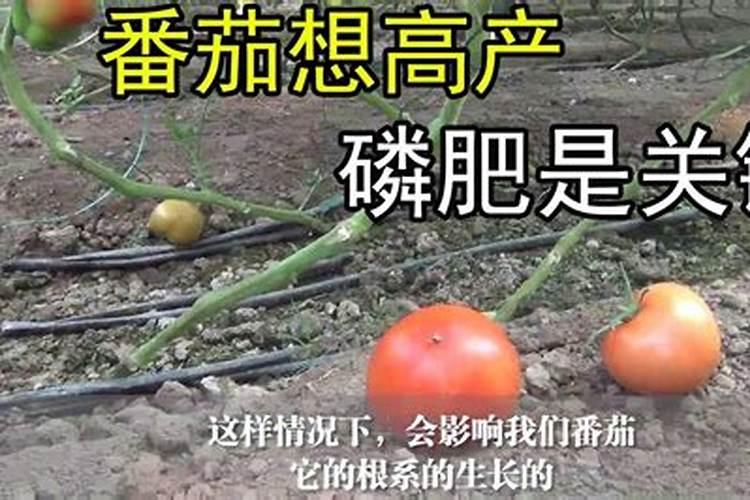 西红柿开花结果期怎么施肥和管理