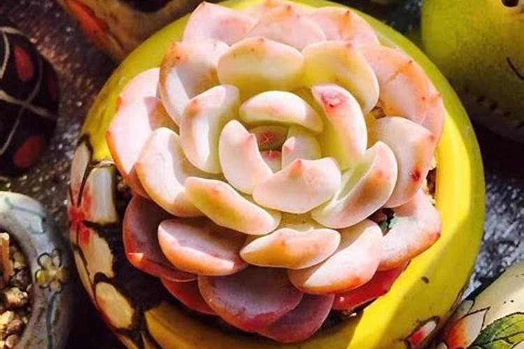 多肉用什么杀菌