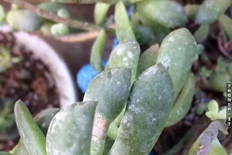 多肉防虫用什么药