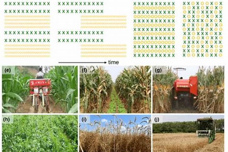 镁对作物的增产作用