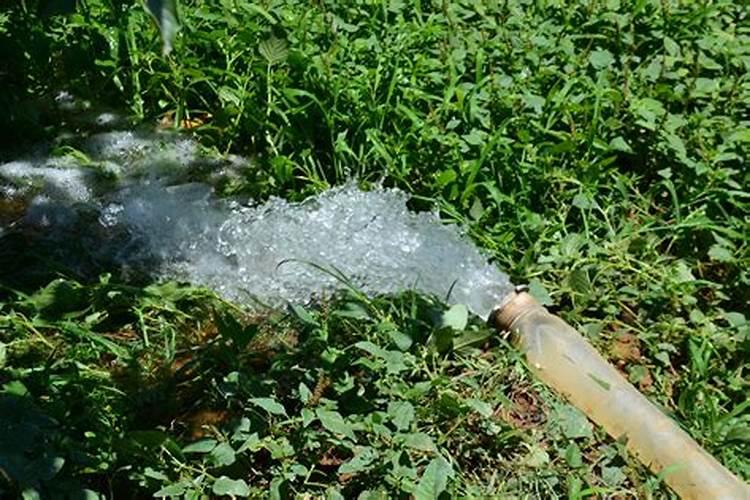 草莓施什么肥料果大