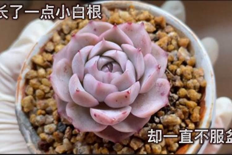 多肉植物好不好养肥？