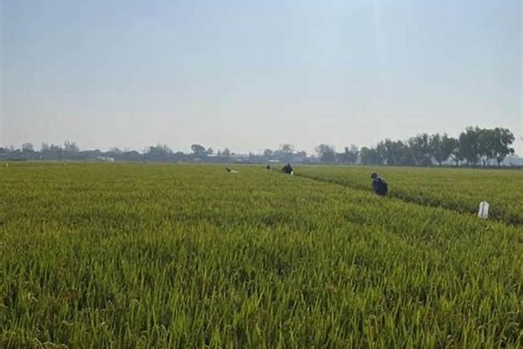 1千年前,南美洲最干旱沙漠长出大量农作物,这是怎么回事？