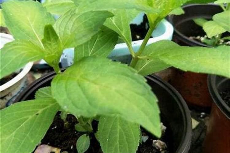 绣球花用什么肥料