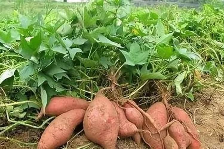 在养花时如何使用磷肥 养殖花使用磷肥的方法