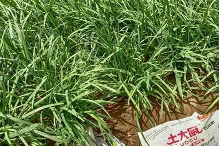 韭菜用什么肥料长的旺？腐植酸水溶肥怎么样？高产田间管理怎么做好百度...