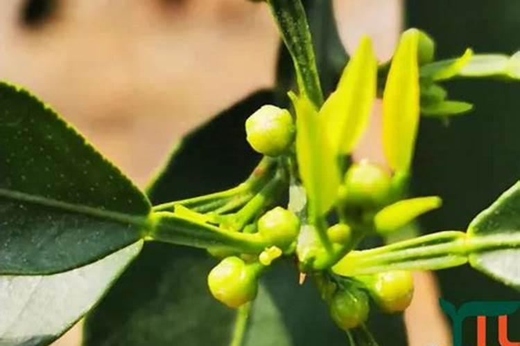 沃柑花期如何施肥保花保果？